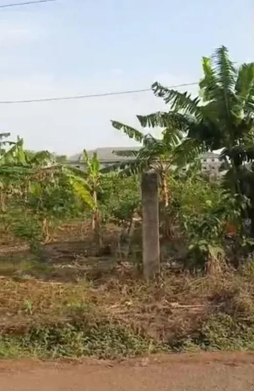 Main Photo - Real Estate | Land For Sale | Prime Land For Sale In Buea 🔥🔥, Muea, Buea, Cameroon