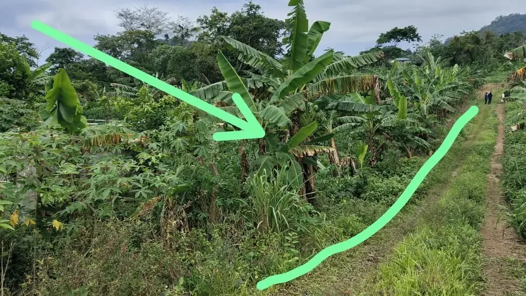 Main Photo - Real Estate | Land For Sale | New Listing – Prime Land For Sale In Limbe 🔥🔥, Mokunda, Limbé, Cameroon