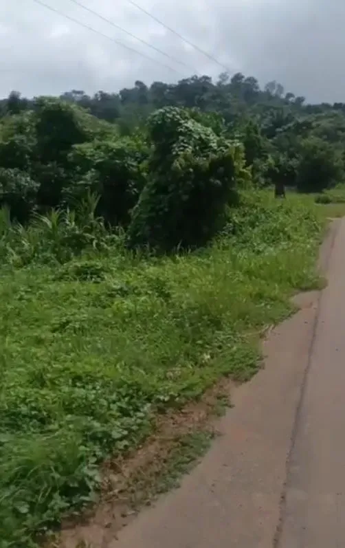 Prime Plot For Sale In Limbe