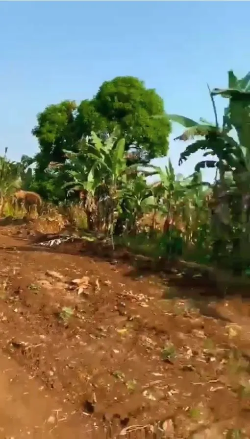 Main Photo - Real Estate | Land For Sale | Land For Sale In Bulu Buea..., Bulu, Buea, Cameroon